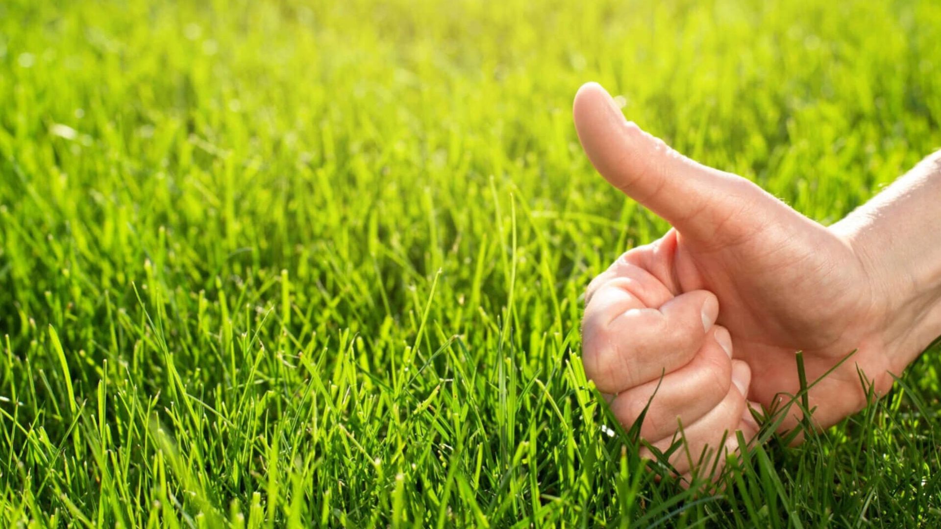 Best Lawn Care Software